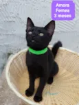 Filhotes Eliana