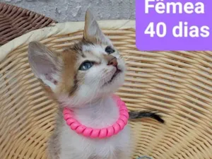 Gato raça  idade 2 a 6 meses nome Filhotes Eliana
