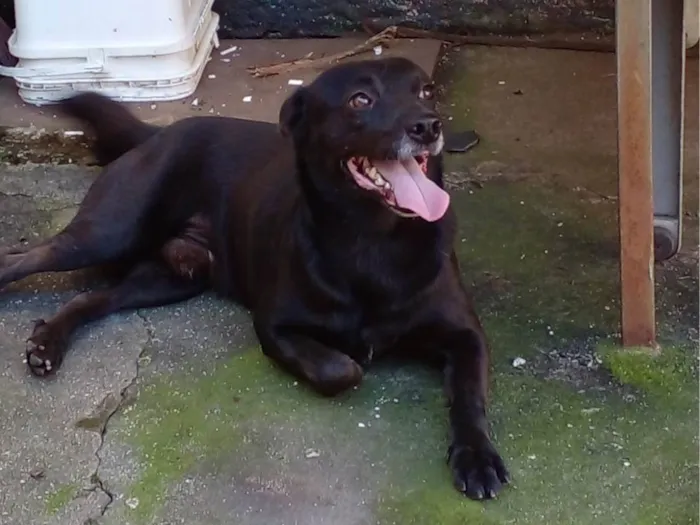 Cachorro ra a SRD-ViraLata idade 3 anos nome Gigio