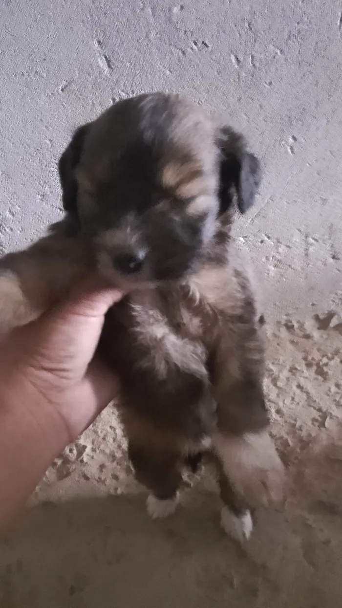 Cachorro ra a SRD-ViraLata idade Abaixo de 2 meses nome Valente