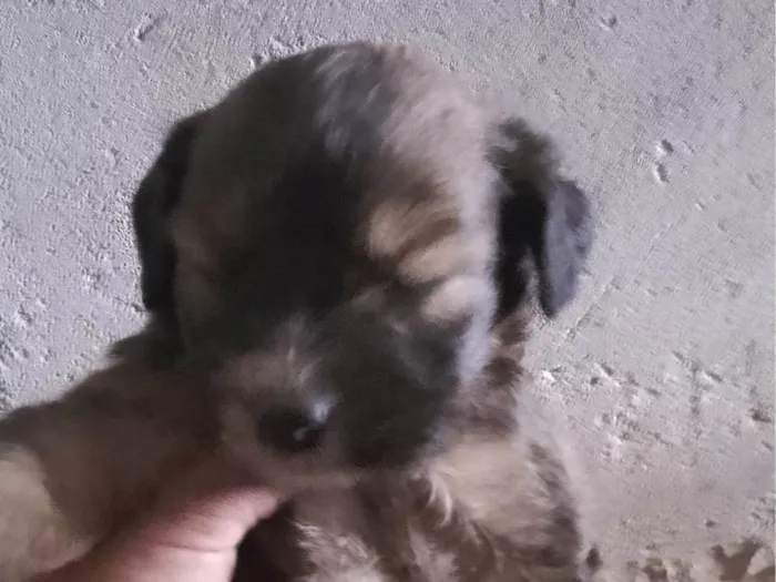 Cachorro ra a SRD-ViraLata idade Abaixo de 2 meses nome Valente