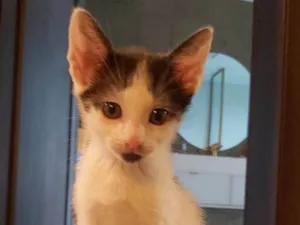 Gato raça SRD-ViraLata idade Abaixo de 2 meses nome BEBEÍNHA