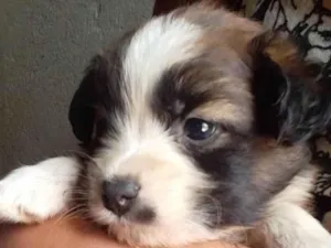 Cachorro raça SRD-ViraLata idade Abaixo de 2 meses nome Não tem