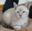 João