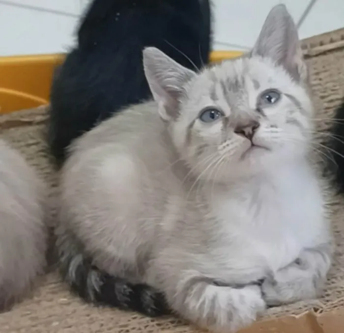 Gato ra a SRD-ViraLata idade 2 a 6 meses nome João 