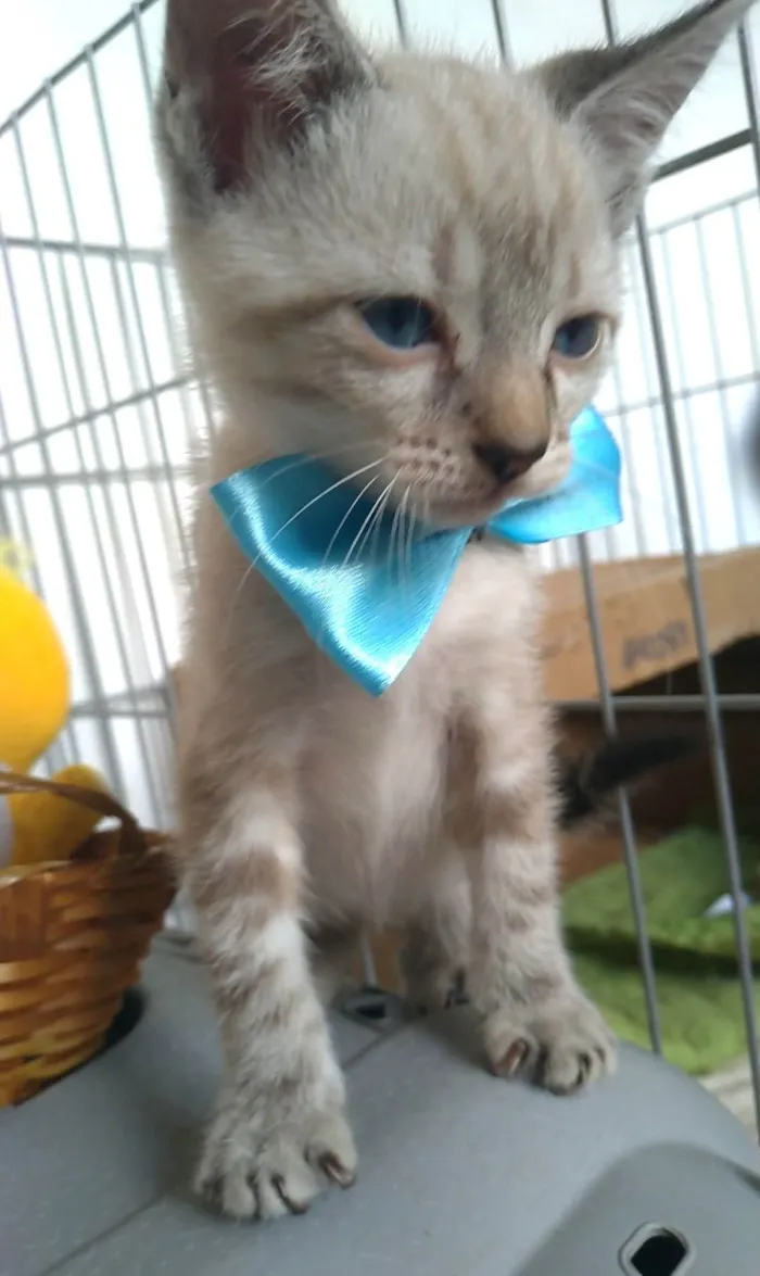 Gato ra a SRD-ViraLata idade 2 a 6 meses nome João 
