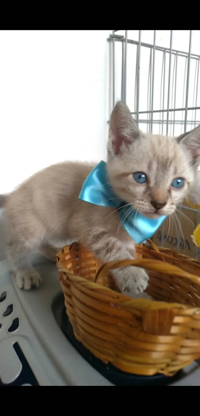 Gato ra a SRD-ViraLata idade 2 a 6 meses nome João 