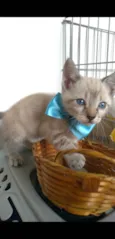 João