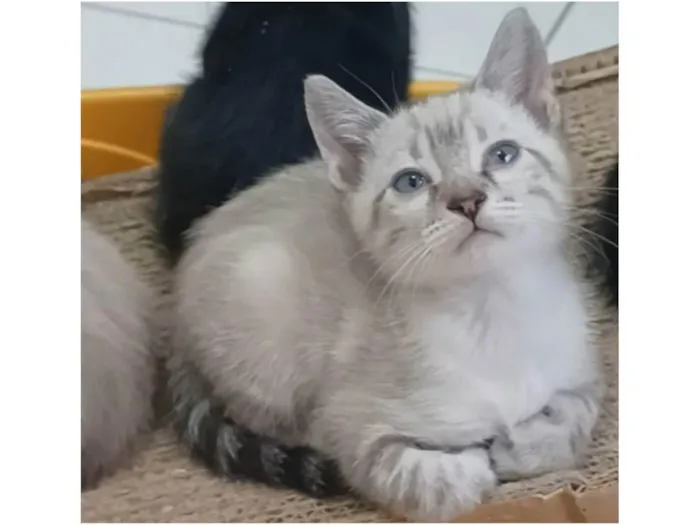 Gato ra a SRD-ViraLata idade 2 a 6 meses nome João 
