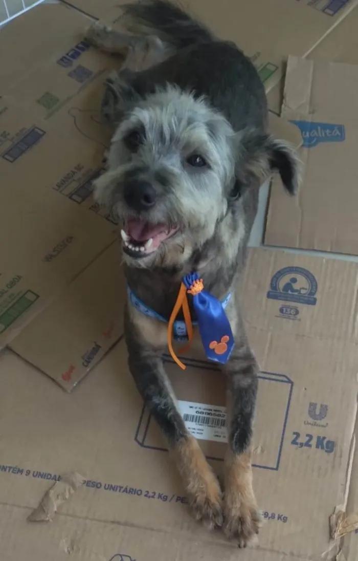 Cachorro ra a SRD-ViraLata idade 2 anos nome Fofao