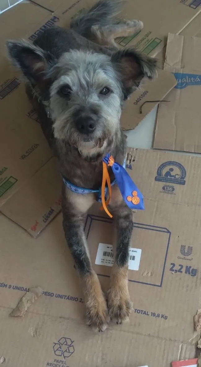 Cachorro ra a SRD-ViraLata idade 2 anos nome Fofao