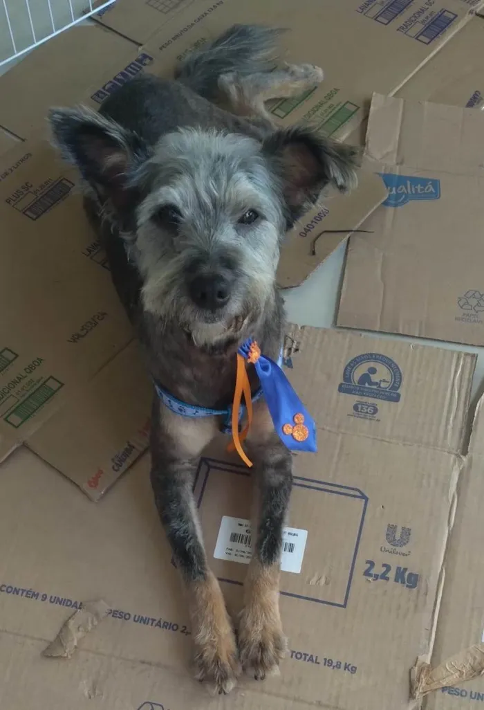 Cachorro ra a SRD-ViraLata idade 2 anos nome Fofao