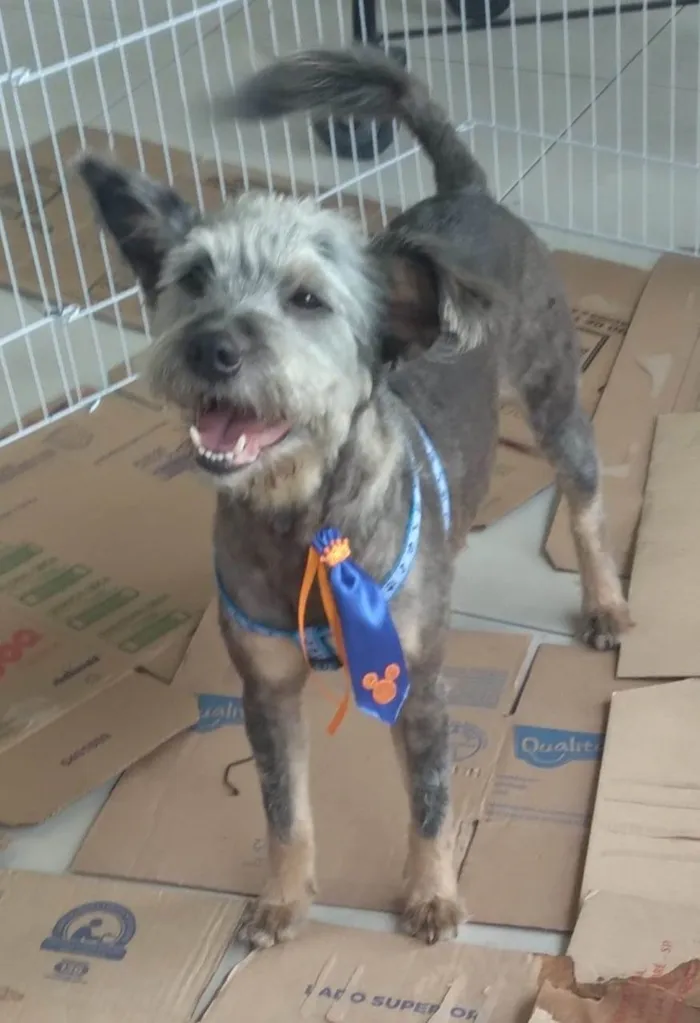 Cachorro ra a SRD-ViraLata idade 2 anos nome Fofao
