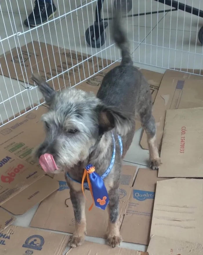 Cachorro ra a SRD-ViraLata idade 2 anos nome Fofao