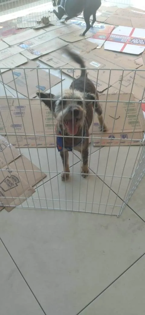 Cachorro ra a SRD-ViraLata idade 2 anos nome Fofao