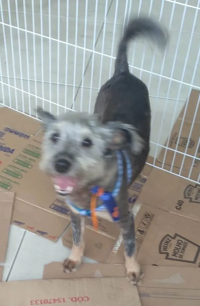 Cachorro ra a SRD-ViraLata idade 2 anos nome Fofao