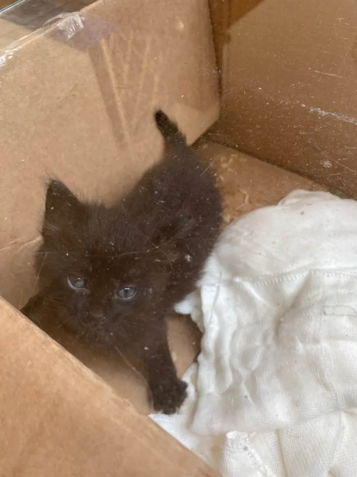 Gato ra a SRD-ViraLata idade Abaixo de 2 meses nome Pretinha