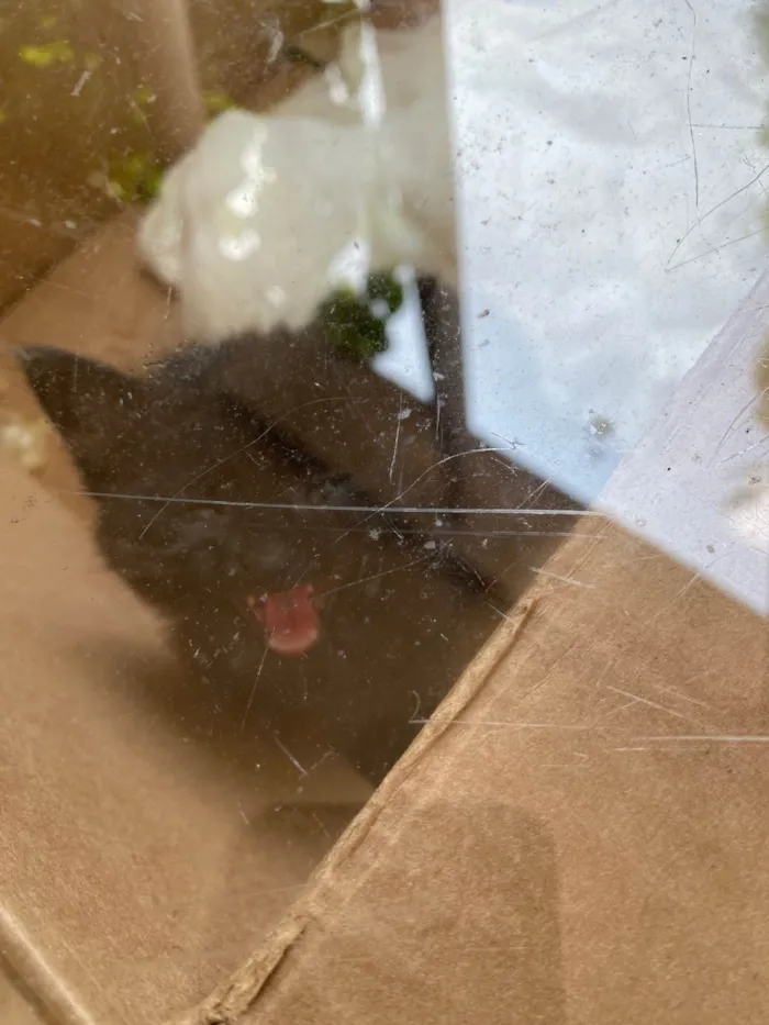 Gato ra a SRD-ViraLata idade Abaixo de 2 meses nome Pretinha