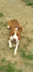 Mel