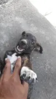 Doação de filhotes de cachorro + 2kg de ração(brinde)