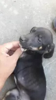 Doação de filhotes de cachorro + 2kg de ração(brinde)