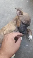 Doação de filhotes de cachorro + 2kg de ração(brinde)