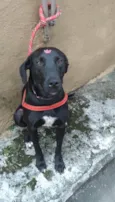 Amora