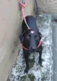 Amora