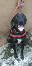 Amora