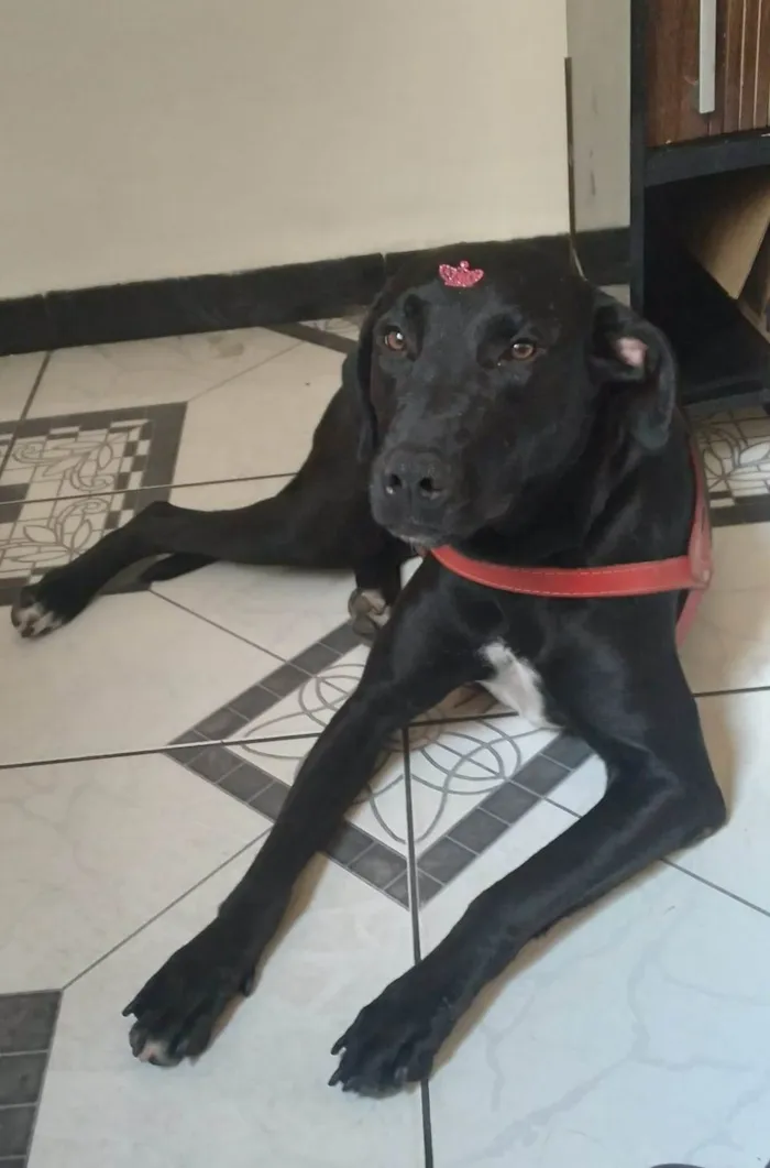 Cachorro ra a SRD-ViraLata idade 2 anos nome Amora