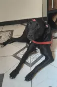 Amora