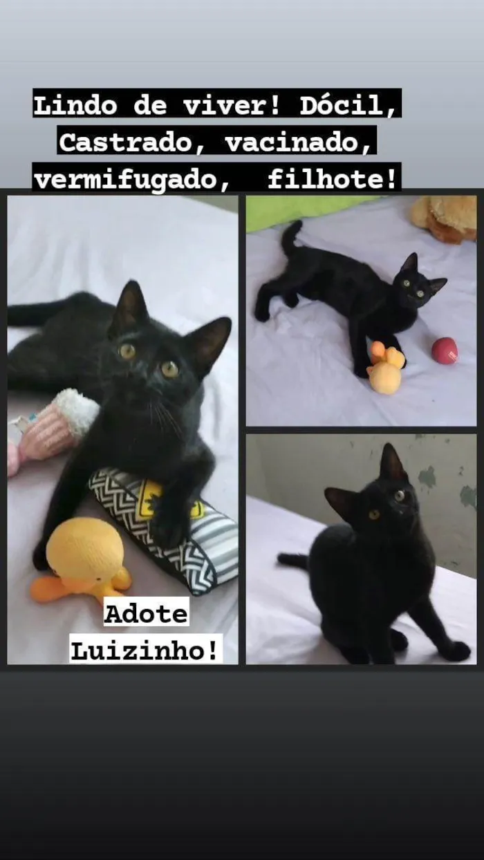 Gato ra a SRD-ViraLata idade 2 a 6 meses nome Luizinho