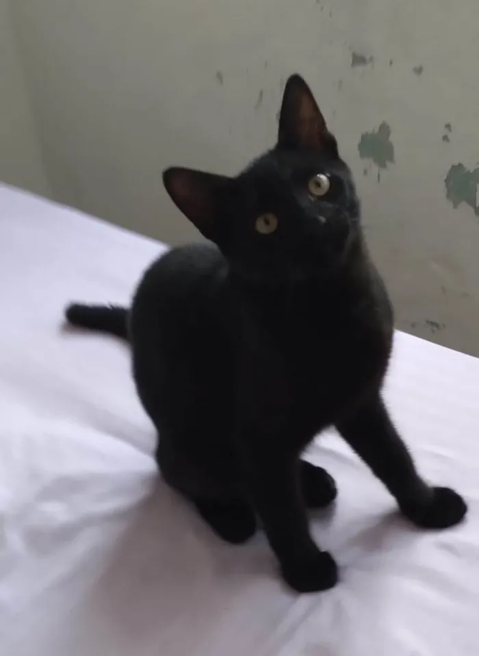 Gato ra a SRD-ViraLata idade 2 a 6 meses nome Luizinho