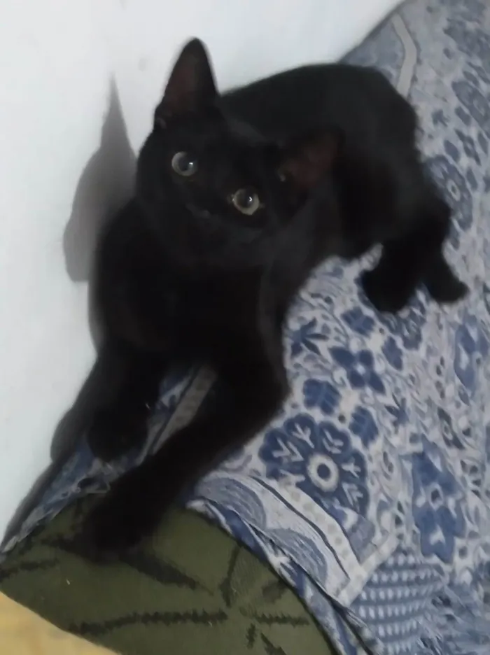 Gato ra a SRD-ViraLata idade 2 a 6 meses nome Luizinho