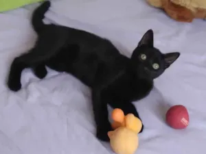 Gato raça SRD-ViraLata idade 2 a 6 meses nome Luizinho