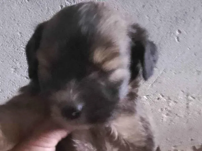 Cachorro ra a SRD-ViraLata idade Abaixo de 2 meses nome Valente