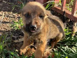 Cachorro raça SRD-ViraLata idade 2 a 6 meses nome Sem nome 