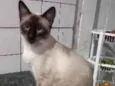 Menino (castrado)