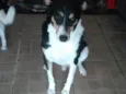 Pedrinho