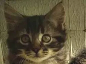 Gato raça SRD-ViraLata idade 2 a 6 meses nome RODOLFO