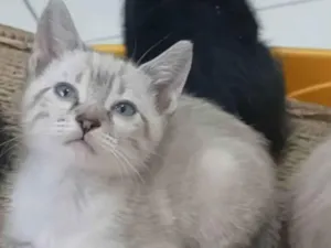 Gato raça SRD-ViraLata idade 2 a 6 meses nome João 