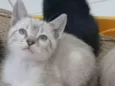 João