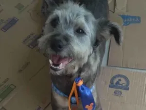 Cachorro raça SRD-ViraLata idade 2 anos nome Fofao