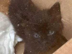 Gato raça SRD-ViraLata idade Abaixo de 2 meses nome Pretinha
