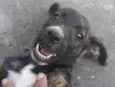 Doação de filhotes de cachorro + 2kg de ração(brinde)