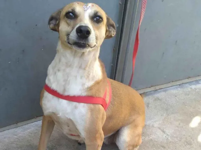 Cachorro ra a SRD-ViraLata idade 2 anos nome Floriza