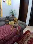 Chaya