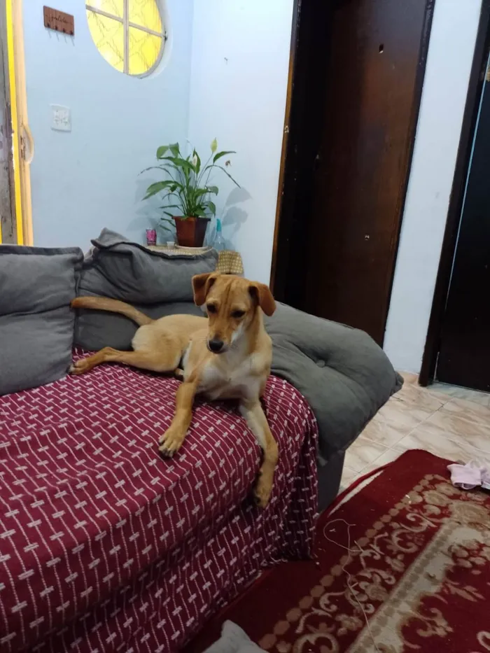 Cachorro ra a SRD-ViraLata idade 7 a 11 meses nome Chaya