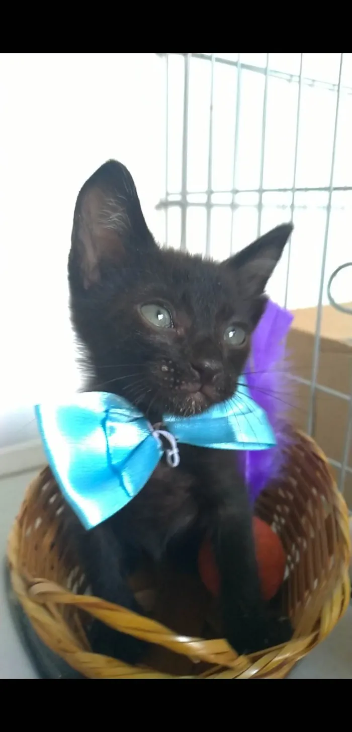 Gato ra a SRD-ViraLata idade 2 a 6 meses nome Chokito 