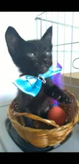 Chokito